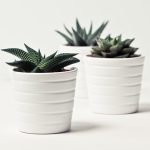 The 10 best succulents plants you can grow indoors