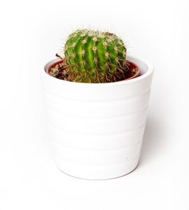 Cactus Plant 1