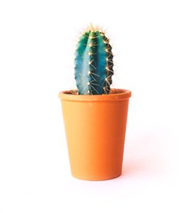 Cactus Plant 2